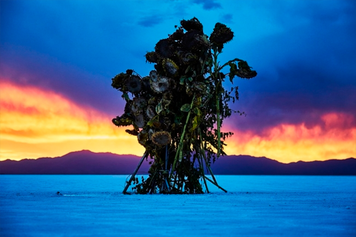 Entre Arte y Naturaleza, la conciencia de las plantas Entre Arte y Naturaleza, la conciencia de las plantas