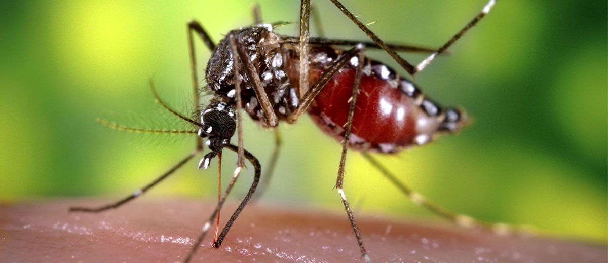 Impulsan un proyecto para prevenir Dengue, Zika y Chikungunya - MUNDO UNTREF