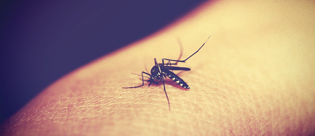 Dengue: la epidemia que aflige a casi 26 mil personas en Argentina ...